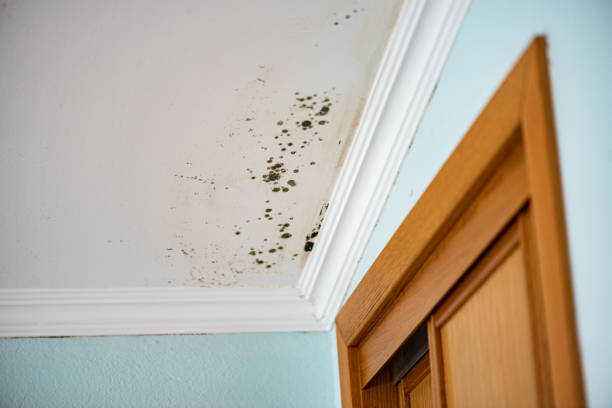 Professional Mold Removal in Central City, IA